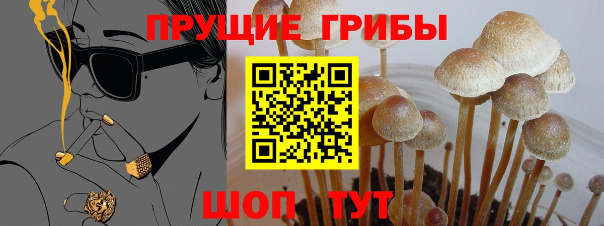 Сорочинск  где найти наркотики  Вход с VPN  Псилоцибиновые грибы Cubensis  Псилоцибиновые грибы ЛСД 